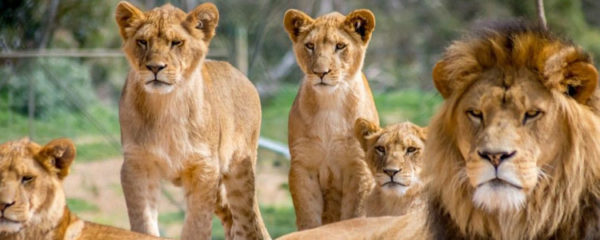parc animalier